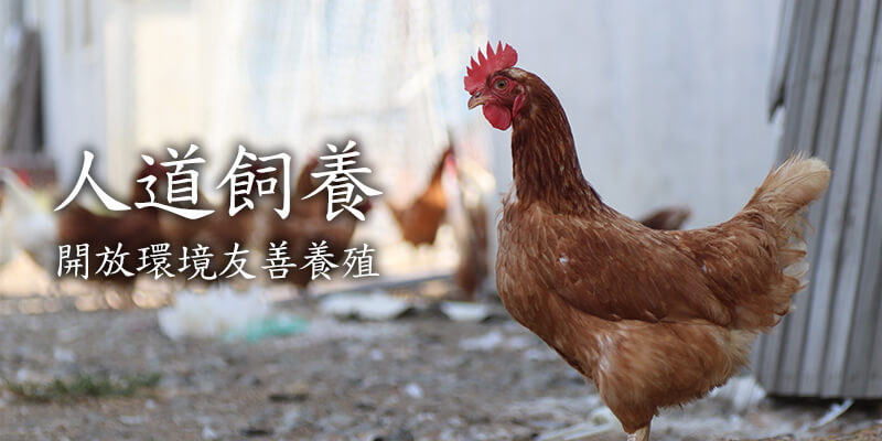 放養福氣貴雞