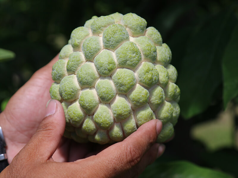 早鳥預購 【大目釋迦】好釋多果園