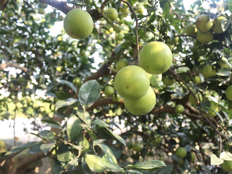 茂谷柳丁 柳丁 柳橙 