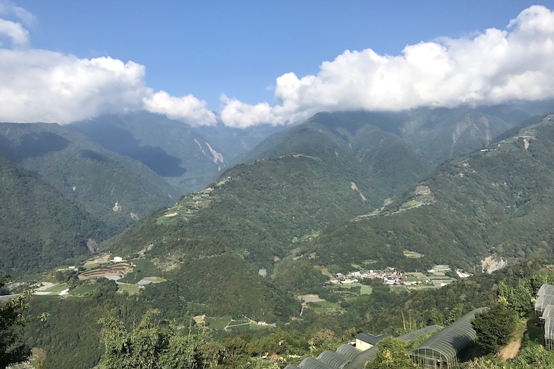喇當大叔 甜柿 柿子 馬烈霸 南投仁愛 日本 次郎 富有 花御所