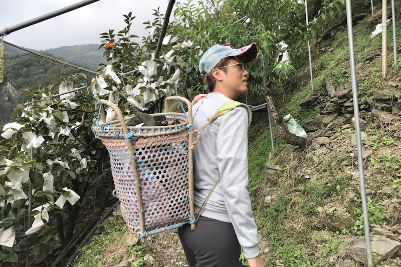 喇當大叔 甜柿 柿子 馬烈霸 南投仁愛 日本 次郎 富有 花御所