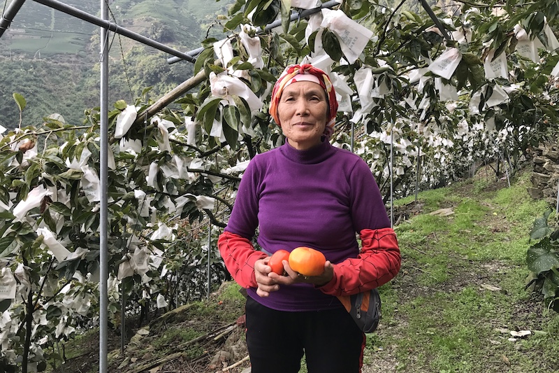 喇當大叔 甜柿 柿子 馬烈霸 南投仁愛 日本 次郎 富有 花御所