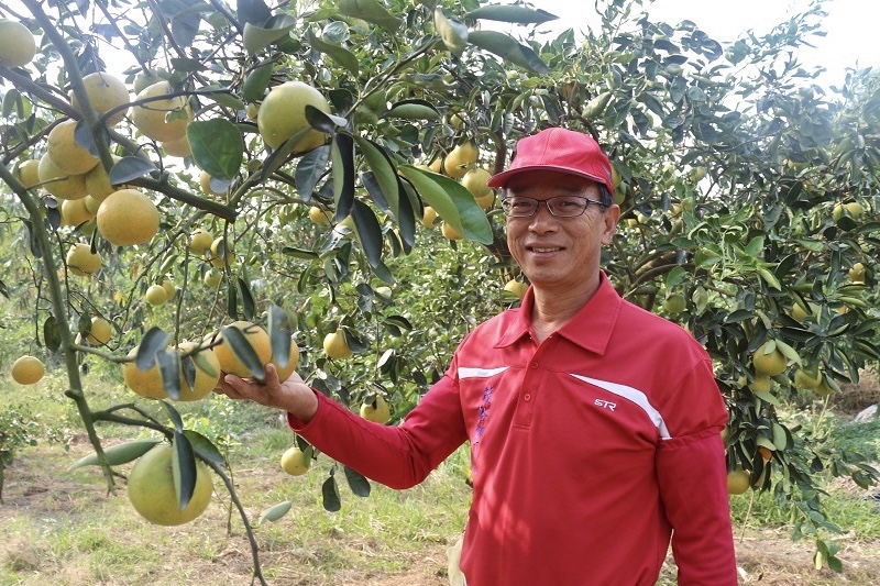 茂谷柳丁 柳丁 柳橙 