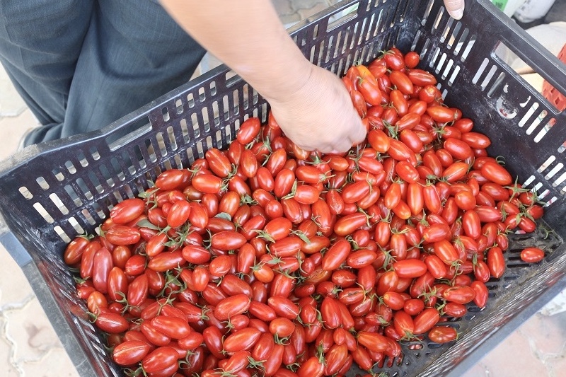 番茄,玉女小番茄,購買,產地直送