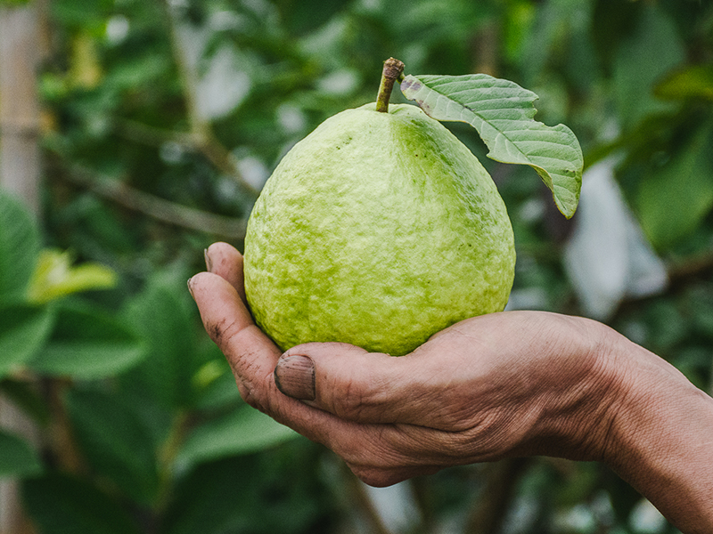 【金牌珍珠芭樂】陳建裕