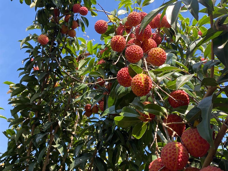 荔枝季【鮮採剪枝荔后荔枝】蔣蔣果園|無毒農