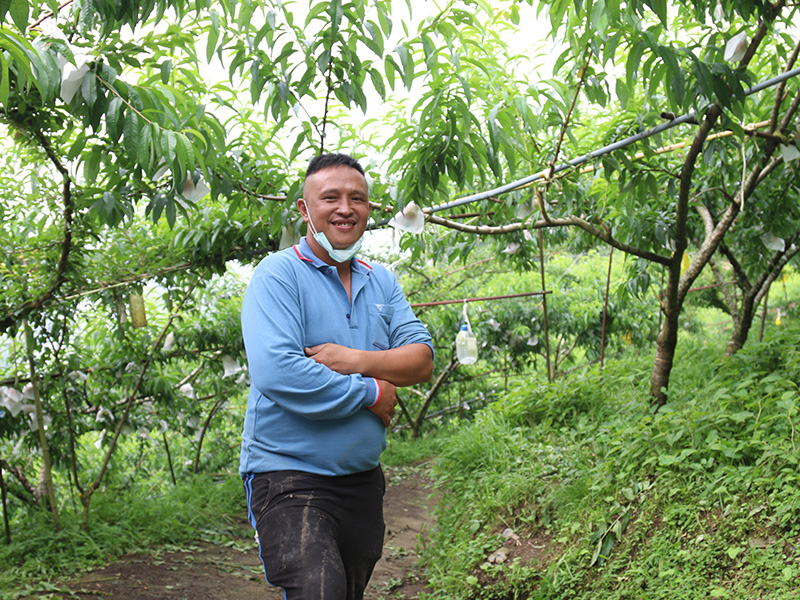 拉拉山水蜜桃馬洢娜蜜桃園