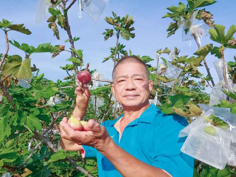 位於台中龍井，起初是因為女兒罹癌，希望能夠種植天然、抗發炎的果物，最後選擇了無花果。這之中富含了父親對女兒的愛，不噴任何農藥，全部套紗袋防蟲並人工除草，至今也以種植12年之久。