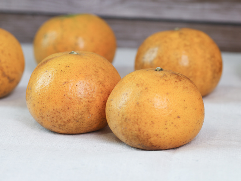 柑橘季【花皮茂谷柑】阿生蜜柑