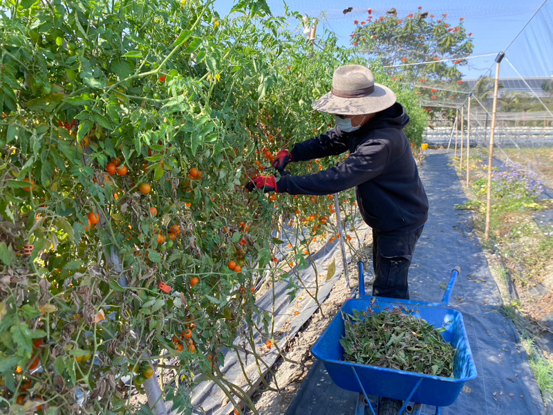 黃金番茄_採收圖片_1