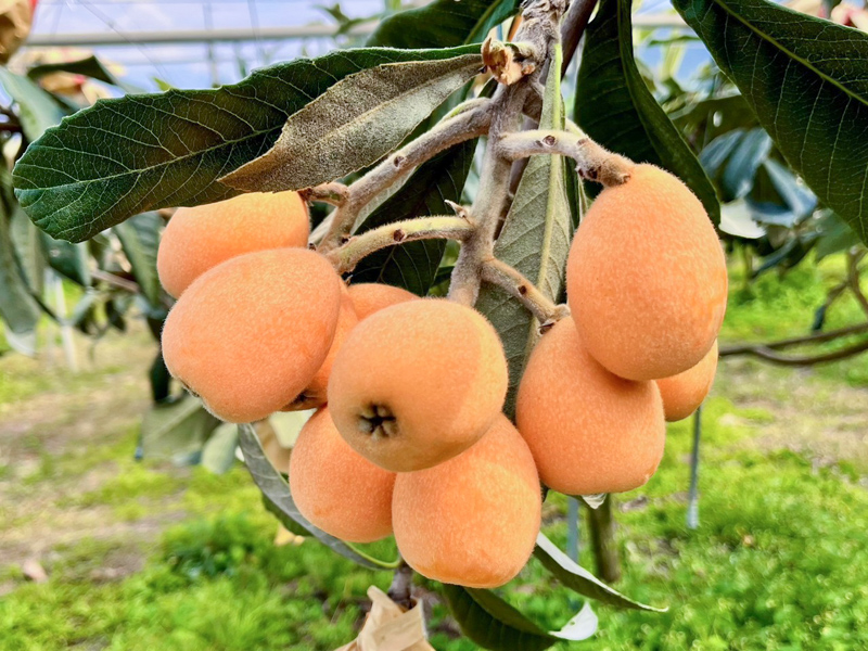 過年後第一個登場的水果就是「枇杷」，黃澄澄的枇杷上市時，就是在跟大家宣告春天到來了！枇杷中含有維生素A、C、葉酸等營養素，剝皮就直接吃，方便又美味！