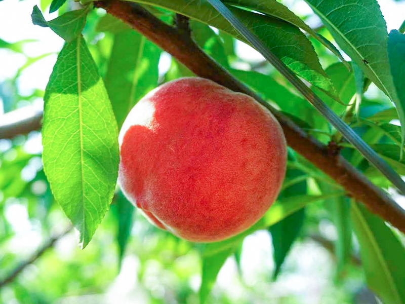 【紅玉桃】阿生蜜柑