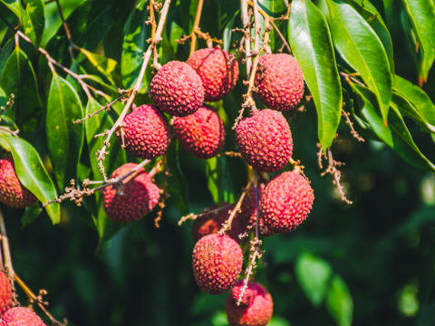 早鳥預購75折 荔枝季【豔荔荔枝】鄭班長果園