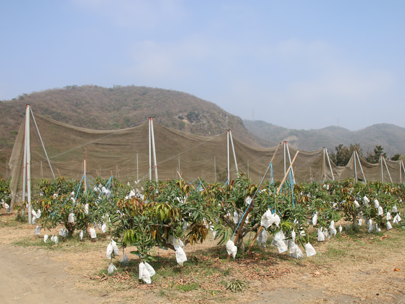 盧家愛文芒果：在台灣大家想到芒果，第一個想到的一定是「愛文芒果」。在屏東枋山的愛文芒果，是首先登場的愛文芒果。果型飽滿，熟成後果實紅艷、果肉甜而不膩、香氣濃郁，讓人一吃就停不下來！