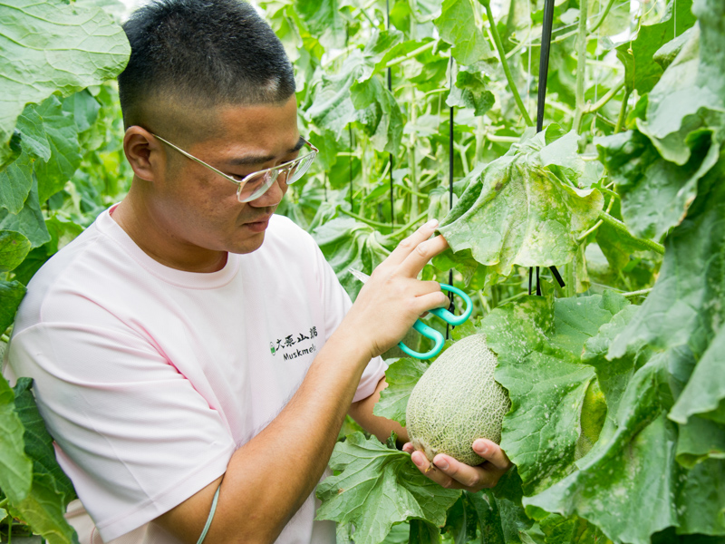 來自嘉義太保大原山農場的「嘉義極光哈密瓜」果肉脆口多汁，類似水梨的口感，其香氣帶有焦糖和香草的奶香，嘉義極光哈密瓜是甜度14至18度的台灣特有頂級水果。