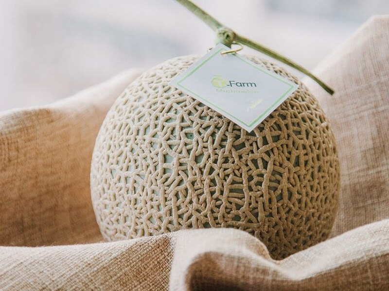 【阿露斯洋香瓜】台霖農場