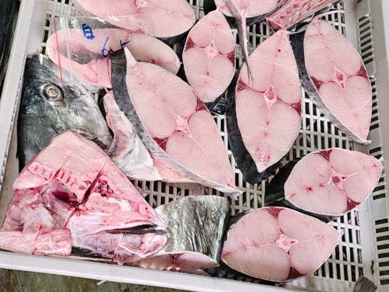 07/08直播【宅魚】白腹魚