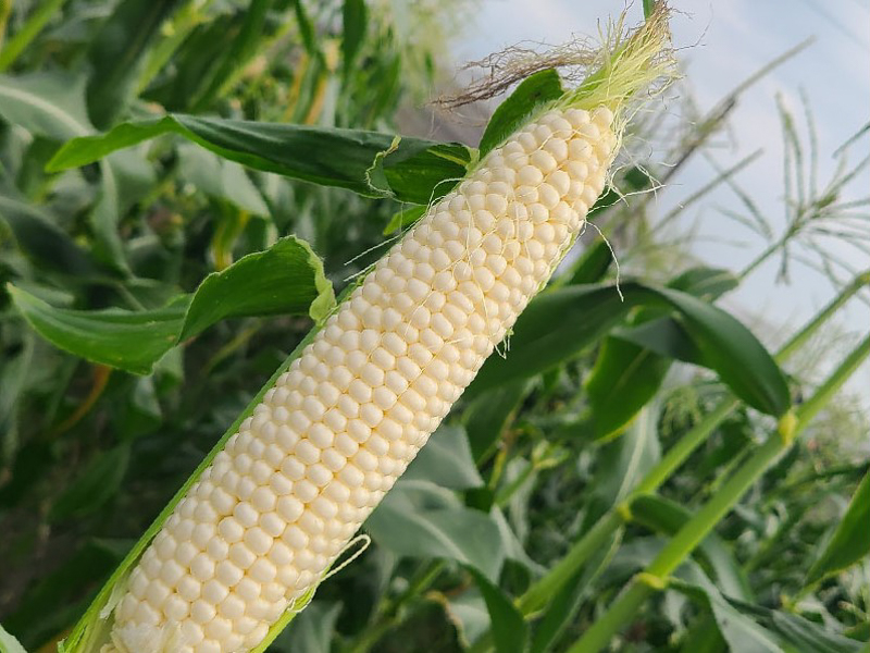 【無毒農】白龍王玉米