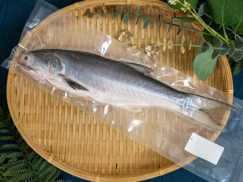 【宅魚】澎湖野生午仔魚