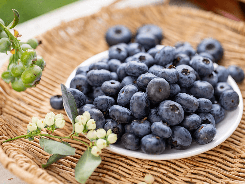 【台灣藍莓】呼密藍莓農場
