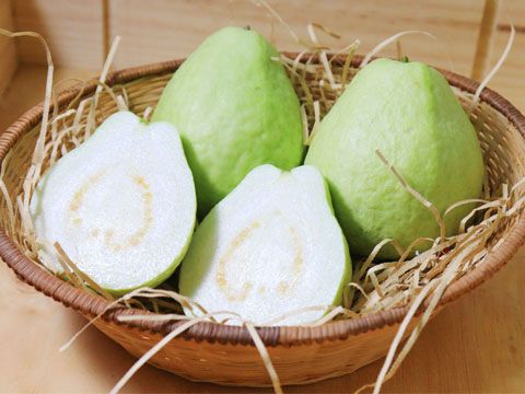 【無毒農】珍珠芭樂