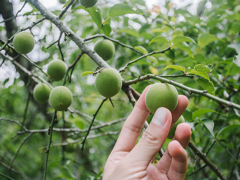 【無毒農】青梅