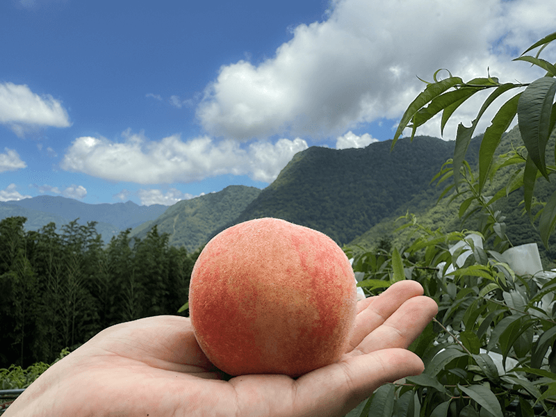 早鳥預購 2025水蜜桃評鑑優等【拉拉山水蜜桃】娜桑瑪谷