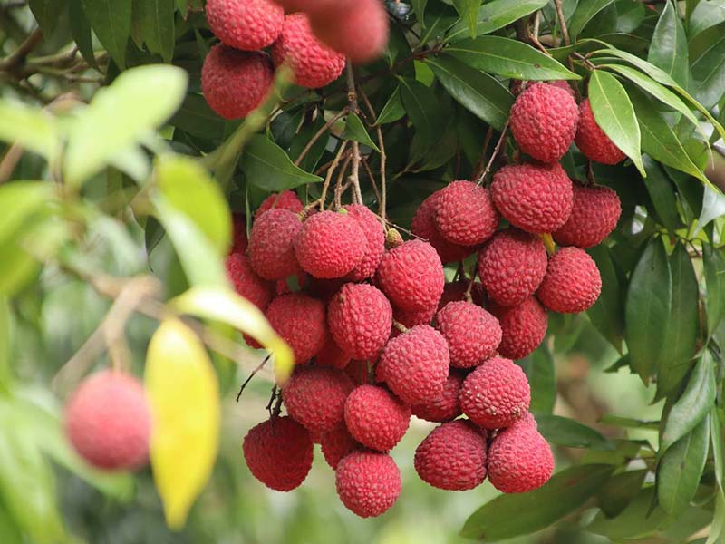 限量30箱 荔枝季【剪枝吉荔荔枝】無毒農