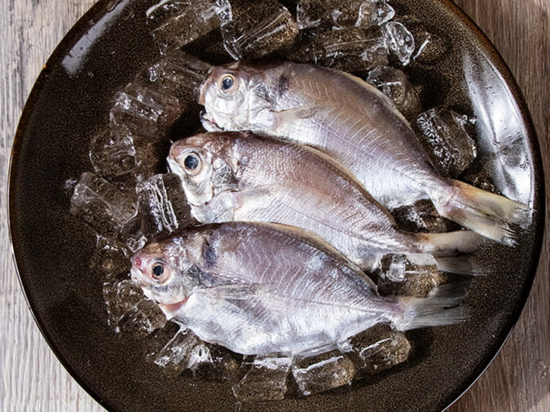 【宅魚】-澎湖野生肉魚