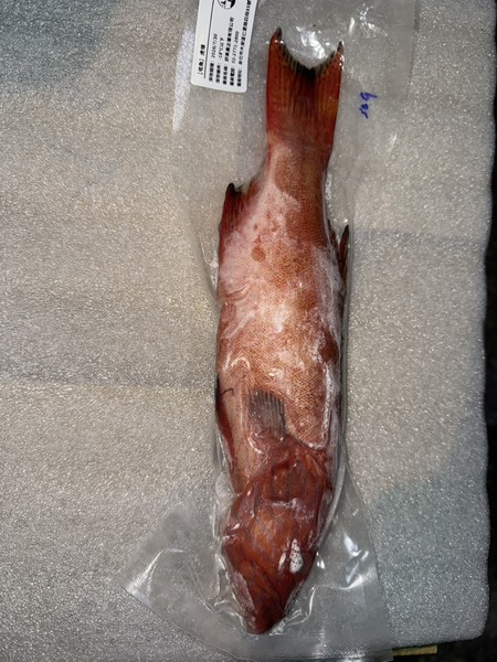 【宅魚】-野生虎條