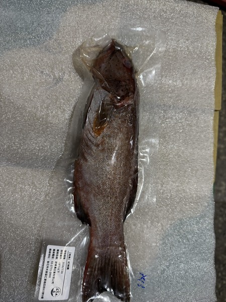 【宅魚】-野生紅條舅