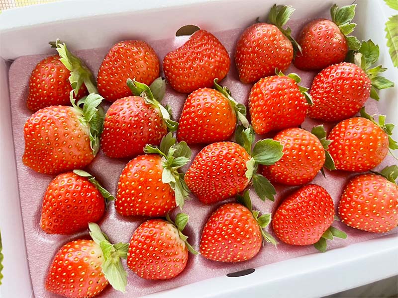 產地直送常溫免運A