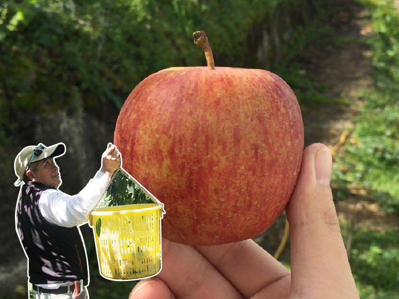 早鳥預購 輸入折扣碼再享優惠 蘋果季【梨山蜜蘋果】林山果原