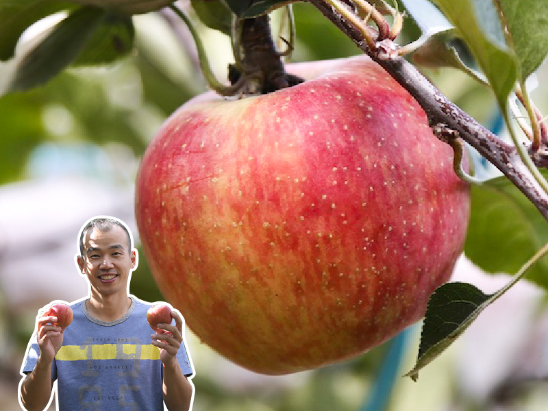 隱藏版大果限量販售 蘋果季【梨山蜜蘋果】果樂園農場
