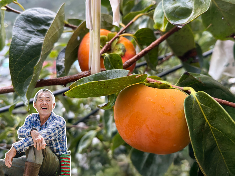 早鳥預購 輸入折扣碼再享優惠 柿子季【梨山甜柿】良森果園