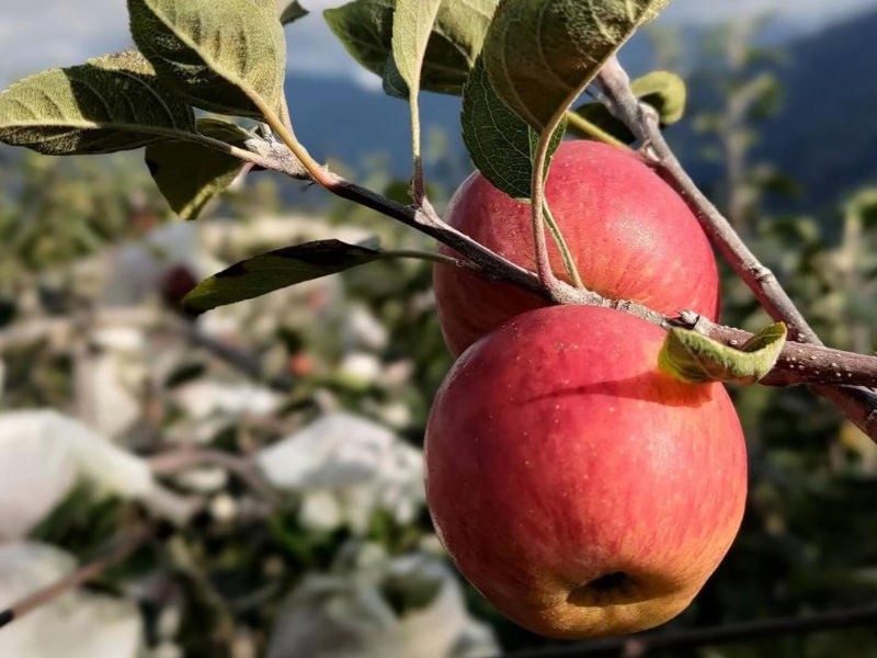 新上架限時75折 蘋果季【梨山蜜蘋果】雲頂果園