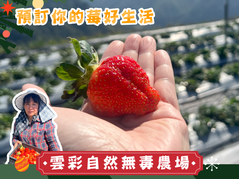 週年慶7折優惠 草莓季【高山綜合草莓】雲彩自然無毒農場