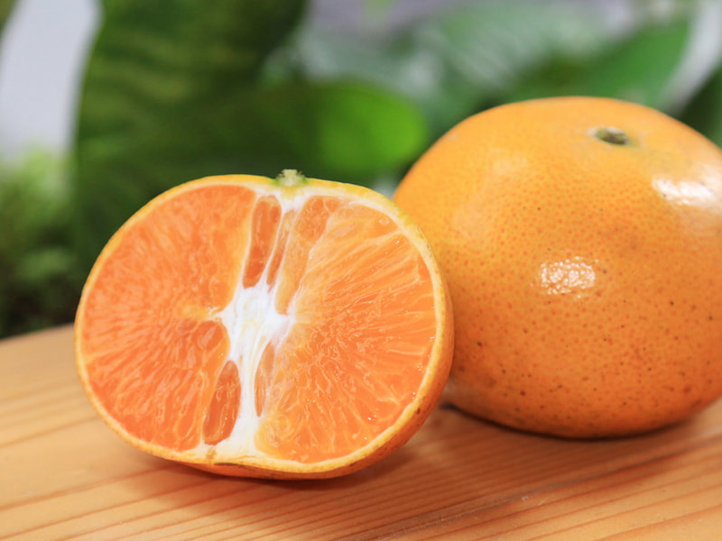 【無毒農】黃金茂谷柑