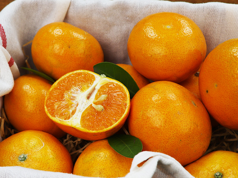 柑橘季 【茂谷柑】褚譽合作社