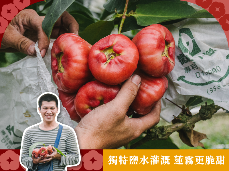 蓮霧季【黑珍珠蓮霧】何家蓮霧