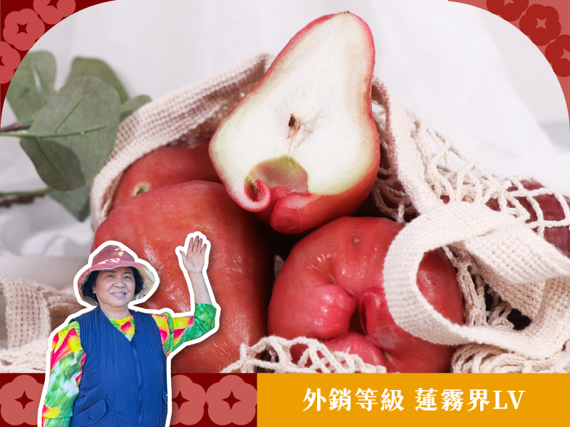 蓮霧季【黑糖芭比蓮霧】巨鑽果園