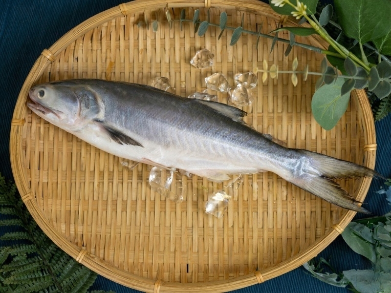 【宅魚】-澎湖野生午仔魚