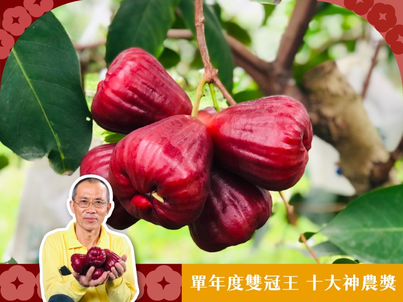 單年度雙冠王 蓮霧季 【黑糖芭比蓮霧】黃進文蓮霧