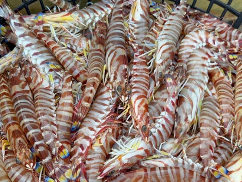 1/20直播 滿$4500贈送【宅魚】-澎湖明蝦