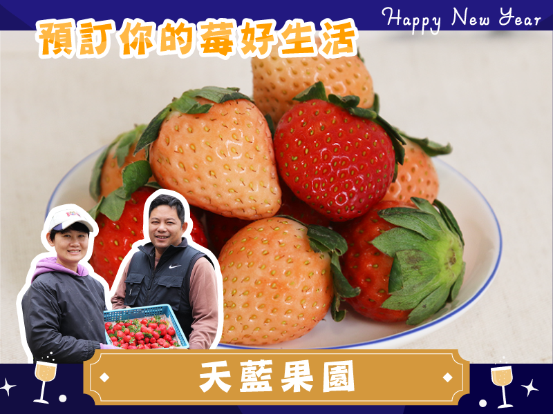 草莓季 限量【雙色草莓】天藍果園