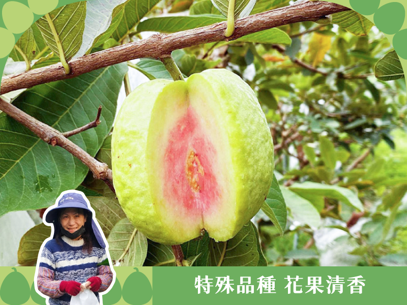 【有機紅鑽芭樂】晴天芭樂農場