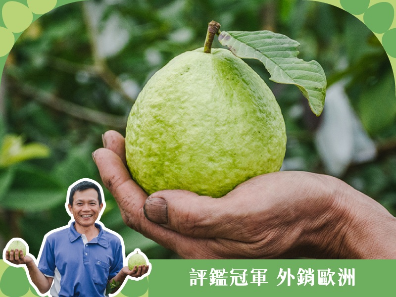 【金牌珍珠芭樂】陳建裕