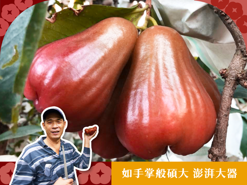 早鳥預購 蓮霧季【巴掌蓮霧】邱連發