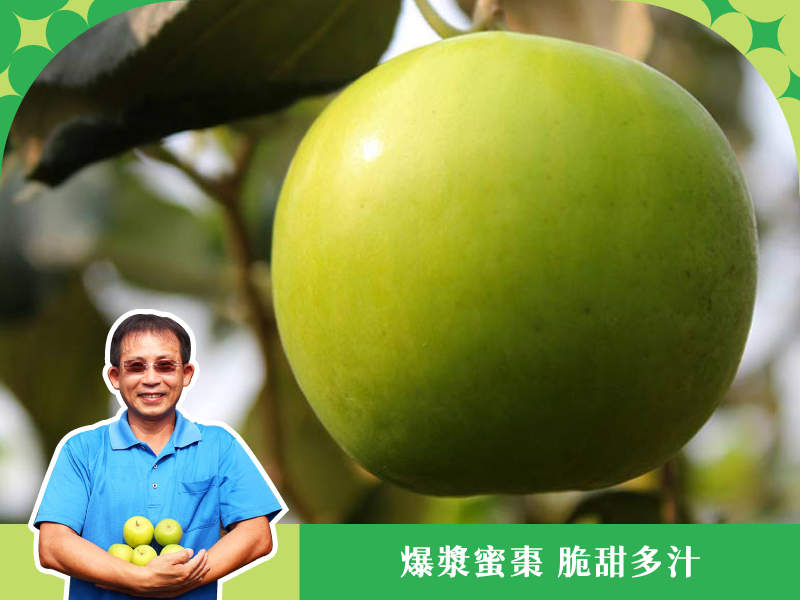 【爆漿珍蜜蜜棗】梁家棗園