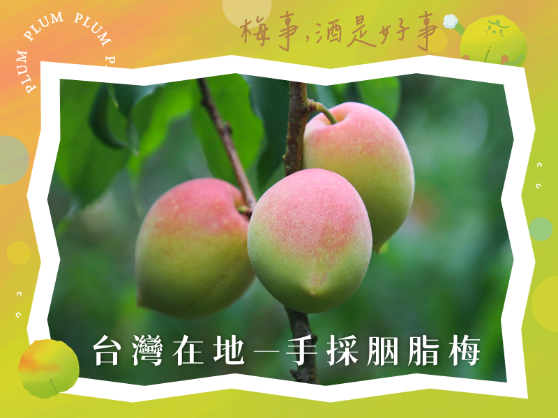 早鳥預購75折起 梅子季【手採胭脂梅】日日林間
